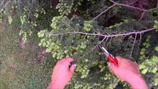 HOW TO Trim a Hemlock naturally [upl. by Miarhpe]