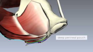 Pelvic Floor Part 2  Perineal Membrane and Deep Perineal Pouch  3D Anatomy Tutorial [upl. by Edyth]