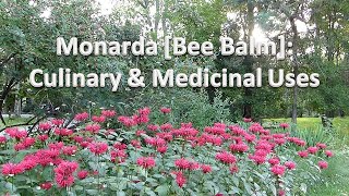 Bee Balm Monarda Medicinal and Culinary Uses [upl. by Keyser]