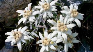 EDELWEISS  instrumental version with lyrics to the song [upl. by Reginald]