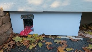 Feral Cat House Tour  DIY Custom Feral Cat Shelter [upl. by Slein438]