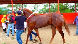 CARRERAS DE CABALLOSSEMIFINAL EL CHULO [upl. by Joye]