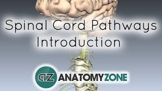 Spinal PathwaysTracts  Part 1  Introduction  Anatomy Tutorial [upl. by Danielle]