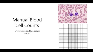 Manual Blood Cell counts [upl. by Halsy]