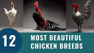 Top 12 Most Beautiful Chicken Breeds 2023 [upl. by Kauslick]