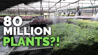 How To Grow MILLIONS of Plants a Year Plant Nursery Tour [upl. by Arakawa]