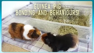 HOW TO Introduce and Bond Guinea Pigs  Squeak Dreams [upl. by Oiromed]