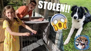 OUR PUPPY WAS STOLEN Were in SHOCK [upl. by Soinski1]