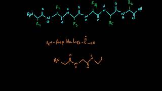 Drawing Peptides [upl. by Lemra]