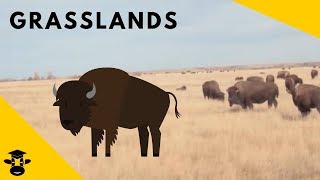 Grasslands  Biomes of the World [upl. by Fonsie919]