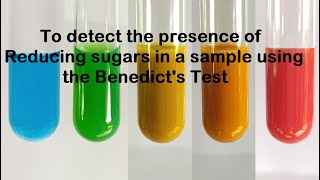 Benedicts Test for Reducing Sugars  Urine Glucose Test  Benedicts test for Glucose [upl. by Ygiaf]