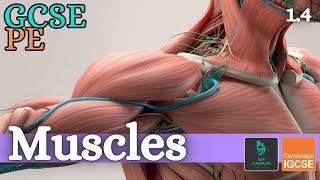 GCSE PE  MUSCLES  Anatomy and Physiology Skeletal and Muscular System  14 [upl. by Ahsemit]