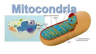 La Mitocondria Estructura características y funciones [upl. by Ynnij]