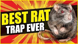 THE BEST RAT TRAP EVER  Dunk The Rat Trap Review [upl. by Yram]