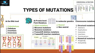 Mutations And Types Of Mutations [upl. by Eelame176]