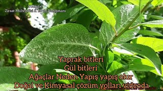 Yaprak Biti🦟Gül biti 🐞Ağaçlar Neden Yapış yapış olur🐝Yaprak Bitine Doğal Çözüm Yolu🌻Ziraat Mühendisi [upl. by Laemaj506]