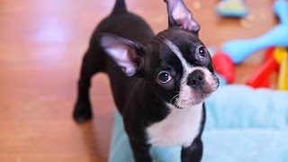 Boston Terrier Puppies  Week 10 [upl. by Gusti]