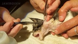 Satisfying Botfly Larvae Removal From Animals [upl. by Carina]