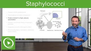 Staphylococci – Microbiology  Lecturio [upl. by Trab286]