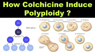 How Colchicine Induce Polyploidy during Cytokinesis   Mutations  Dr Ghanshyam Jangid [upl. by Nader797]