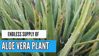 Growing aloe Vera outdoors [upl. by Ayhdnas438]