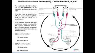 Vestibuloocular Reflex VOR  Structure amp Physiology [upl. by Galligan]