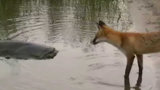 CATFISH VS FOX by Catfish World [upl. by Lleynad]