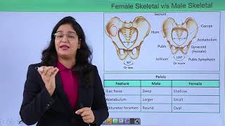 Class10th – Male skeleton vs Female skeleton  Locomotion and Movement  Tutorials Point [upl. by Ludlew]