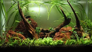 How to Aquascape a 10 Gallon Tank  Setup [upl. by Enyrhtak307]