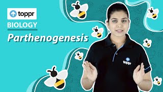 Parthenogenesis  Reproduction in organisms  Class 12 Biology CBSENCERT [upl. by Peppel]