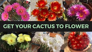 How to Make a Cactus Bloom ABUNDANTLY  Cactus Collection [upl. by Eeleimaj]