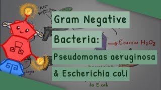 Gram Negative Bacteria Pseudomonas aeruginosa and Escherichia coli [upl. by Nanah330]