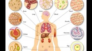 What Is Nanotoxicology [upl. by Grobe543]