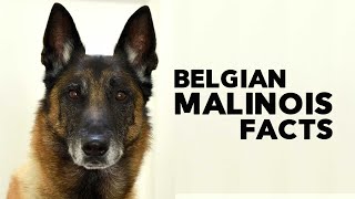 Belgian Malinois Everything You Need to Know [upl. by Pollie]