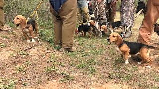 AKC SPO Field Trial 13quot Females  Bensons Kennel [upl. by Revilo]