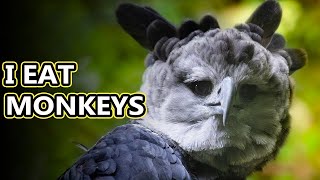 Harpy Eagle facts big burbs  Animal Fact Files [upl. by Snell]