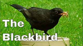 The Common Blackbird Turdus merula [upl. by Aneladdam]