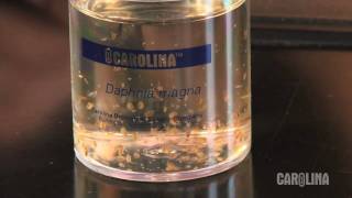 How to Care for Daphnia [upl. by Sseb809]