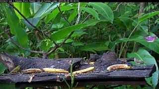 New Cam Species Lesser Elaenia – June 9 2019 [upl. by Ahcirt]