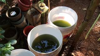 How to grow Green Water Algae [upl. by Zaid]