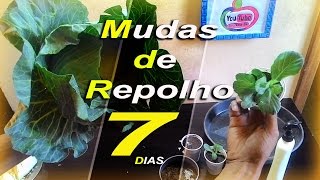 Como Plantar Repolho Fazer Mudas do Repolho1 SIMPLES E RAPIDO [upl. by Isolde]