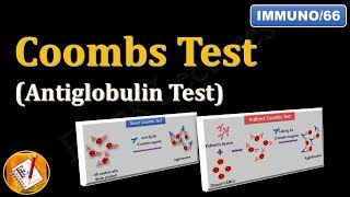 Coombs test or Antiglobulin Test FLImmuno66 [upl. by Akimrehs725]