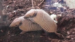 Armadillo  Whos The Daddy [upl. by Ponton]