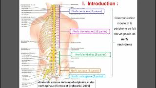 Physiologie des racines rachidiennes [upl. by Enegue]