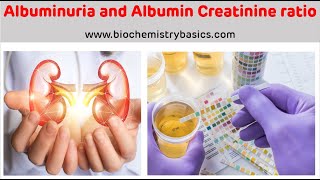 Albuminuria  Albumin Creatinine Ratio  Albumin In Urine [upl. by Ridley]