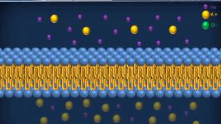 Biologia 09  Membrana plasmatica parte 2 [upl. by Bertram]