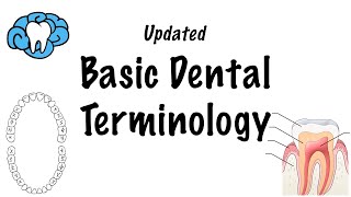 Basic Dental Terminology  UPDATED [upl. by Algie]