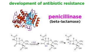 MethicillinResistant Staphylococcus aureus MRSA [upl. by Abbotsen]