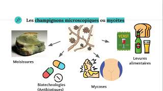 Les champignons microscopiques 🧫 [upl. by Nnasus]