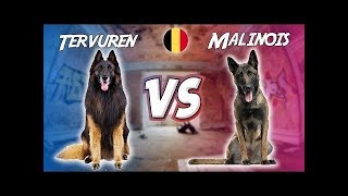 Belgian Tervuren VS Malinois [upl. by Yttel]